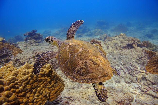 Caño Island Snorkeling photo